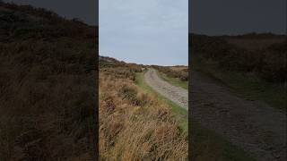 Fallow Buck  Bradgate Park [upl. by Lemert]