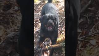 Rottweiler my stick [upl. by Dee Dee]