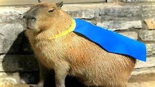 ok i pull up capybara [upl. by Selmore]