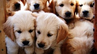 Golden retriever Puppies  Week 7  Very Cute [upl. by Kaylee]