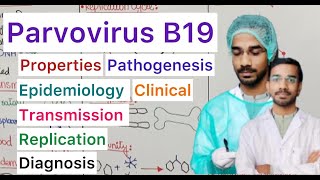 Parvovirus B19  Transmission  Epidemiology  Replication  Pathogenesis  Clinical  Treatment [upl. by Rafa149]