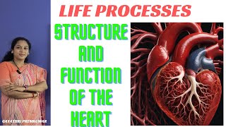 Life processes  transportation heart class10 biology cbse [upl. by Anecuza]