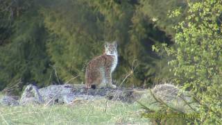 LODJUR Lynx Lynx Eurasian lynx Klipp  342 [upl. by Harvey187]