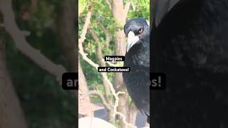 Magpie Call vs Cockatoo Feed [upl. by Eisyak]