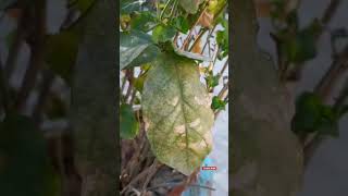 revive dying Mogra plant from pestvirus attack with RESULTS [upl. by Gunter]