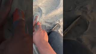 We found copper in beach sea sand metaldetectorshorts [upl. by Ahsiea867]