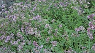 Origanum vulgare  Oregano [upl. by Purcell]