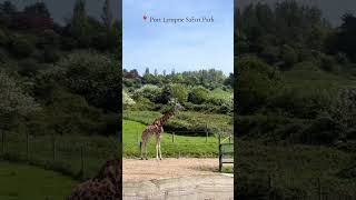 Port Lympne Safari Park ♥️❤️ beautifulvillagelife [upl. by Natsirc]