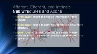 Neurons and Glial Cells [upl. by Nerahs]