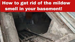 How to Get Rid of the Mildew Smell in the Basement Expert Guide [upl. by Eilram]