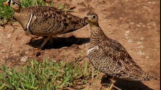 the sandgrouse call [upl. by Tama849]