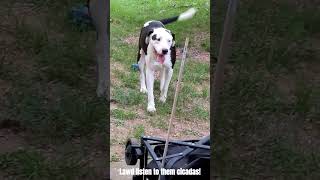 Hucky plays among the summer cicadas huckydog cicadas [upl. by Moonier648]