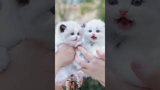 Chatons Source de Joie23cute chat cat cartoon love memes cat shortvideo catlover catlover [upl. by Elokin]