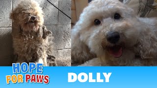 A severely matted poodle gets rescued and then makes a transformation of a lifetime dog [upl. by Selemas]