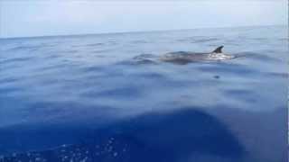 Blainvilles Beaked Whale [upl. by Peri]