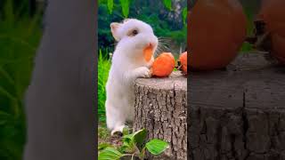 rabbit 🐇short cut video sweet rabbit cute rabbit eating🍉 rabbit bunny🐰 cute viral trending [upl. by Frances]