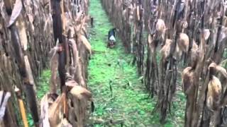 Howards beagles working in the corn patch [upl. by Aicilla]