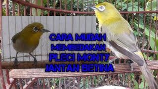 CARA MUDAH MEMBEDAKAN PLECI MONTY JANTAN DAN BETINA [upl. by Eceinal]