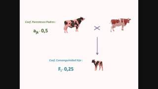 05 Procedimiento Parentesco y Consanguinidad [upl. by Philemol538]