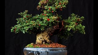 Care Guide for the Cotoneaster Bonsai Tree [upl. by Lad]