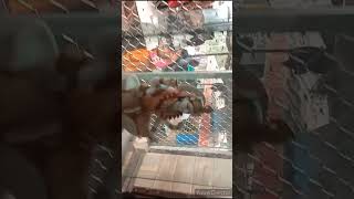 arpa pairi ke dhar अरपा पैरी के धार  cg video and chandarpur location [upl. by Amein]