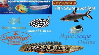 Aquatic Wetline W Aqua Alex November 2023 Fish Store Spotlight [upl. by Melania222]