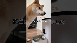 しつこさに定評のある犬達 capcut short shiba 柴犬 元保護犬 雑種犬 [upl. by Yednil]