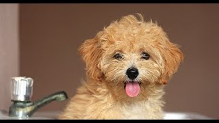 Maltipoo  Comprehensive Dog Review with Compilation [upl. by Notrab]