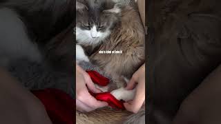 Putting pointe shoes on my cat… [upl. by Lonergan183]