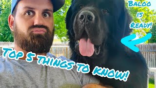 5 Things to Know Before You Get Newfie Puppies [upl. by Monty900]