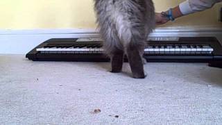 How to Teach your cat to play piano [upl. by Eart]