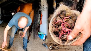 4K Hoof Care Cleaning and Treating Injured Hooves [upl. by Illib826]