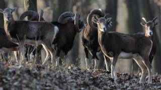 Mouflon Ram hunting in Europe with Passion amp Prey [upl. by Eibbed]