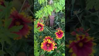 Blanket Flower canada garden wildflowers satisfying trendingshorts shorts virulshorts cheap [upl. by Dewees]