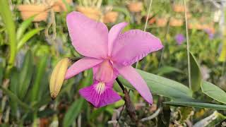 Cattleya walkeriana vinicolor Wine Rose × vinicolor do Cassio [upl. by Nayve]