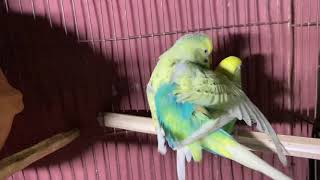 Cortejo de periquitos Australianos  Parakeets mating call sounds  KichirMichir [upl. by Yentruoc]