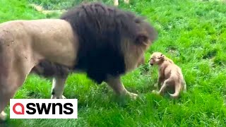 Cute moment lion cub stands up to father picking on him  prompting its mum to get involved  SWNS [upl. by Kcir]