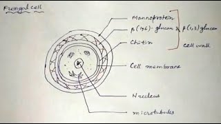 Fungal cell membrane fungal cellmembrane pharmacology [upl. by Ettenowtna]