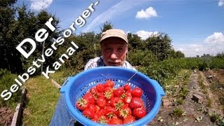 Gesunde Erdbeeren aus dem eigenen Garten ernten [upl. by Platto]