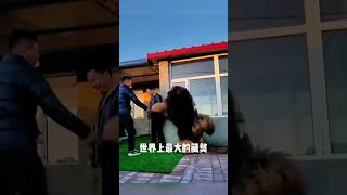 The largest Tibetan Mastiff in the world [upl. by Alonzo]