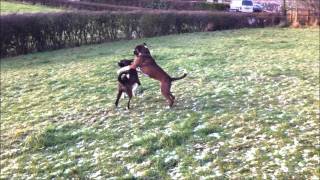 Boxer dogs play fighting [upl. by Tebazile]