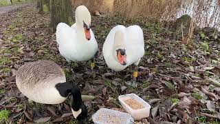 🥰 Mute swan cob kiefer🦢 spending time with swan pen Queen🦢 [upl. by Lilahk]