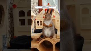 This man rescued a poor squirrel and then this happened animalshorts shortvideo squirrel [upl. by Idnahr]