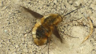 Dlouhososka velká  The large beefly Bombylius major [upl. by Anais]