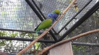 Love is in the air for these Blueheaded Parrots Pionus menstruus [upl. by Aeki]