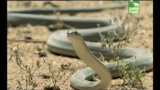 Austin Stevens  Snakemaster  In Search of the Black Mamba Only short clip [upl. by Chlori]