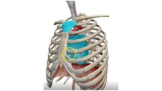 The Mediastinum 3D  Dr Ahmed Farid [upl. by Crandell]