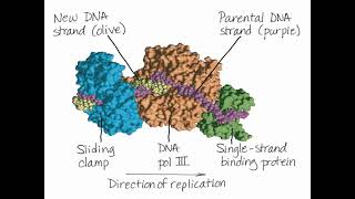 Chromosome Replication [upl. by Mayeda]