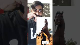 Horse 🐎 ka piyar Dekh ne Wala hai🔥youtubeshorts trending trendingshorts video viralvideo horse [upl. by Elreath]