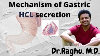 Mechanism of Gastric Acid HCL secretion  Post Prandial Alkaline tide [upl. by Skilken509]